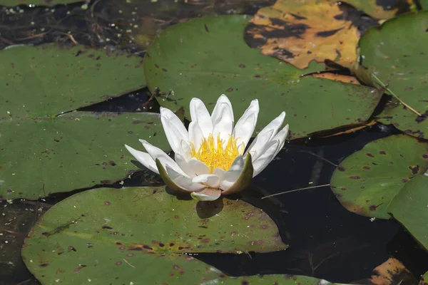 Німфея Альба Відома Європейська Біла Вода Лілійна Біла Квітка — стокове фото