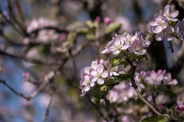 European crab apple or wild apple (Malus sylvestris) pink blossoms