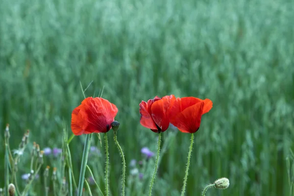 Red Poppy Papaver Rhoeas Wild Flowers Blooming Springtime Fields — Stock Photo, Image