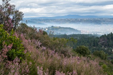 İspanyol fundalığı (Erica australis) pembe çiçekler açıyor 