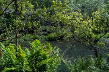Green riverside vegetation in old-growth forest by the Eume river, in Fragas do Eume, Galicia, Spain