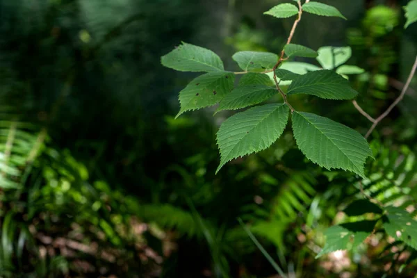 Φύκια Ulmus Glabra Πράσινα Φύλλα Της Άνοιξης — Φωτογραφία Αρχείου