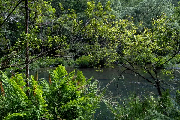 Green Riverside Vegetation Old Growth Forest Eume River Fragas Eume — Stok fotoğraf