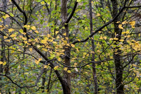 Detalhe Bétula Branca Betula Alba Outonal Dourado Folhas Coloridas Foco — Fotografia de Stock