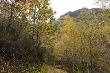 Autumnal native forest in the mountains of Serra do Courel, Galicia, Spain.