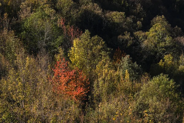 Autumnal colours in the native forests of Serra do Courel, Galia, Spain