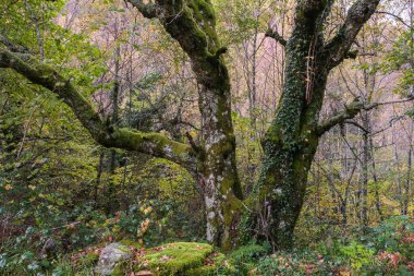 European beech (Fagus sylvatica) old tree in green mossy autumnal forest 