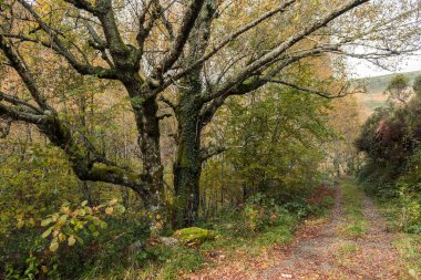 Autumnal colours in the forests of Serra do Courel, Galia, Spain