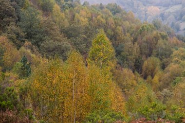 Autumnal colours in the forests of Serra do Courel, Galia, Spain