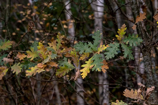 Carvalho Pireneu Quercus Pyrenaica Folhagem Dourada Outonal — Fotografia de Stock
