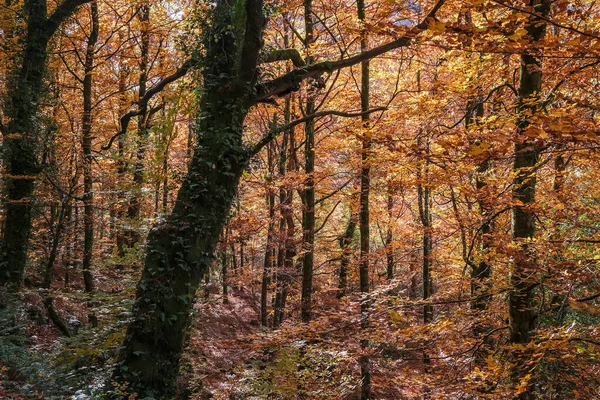 European Beech Fagus Sylvatica Forest Autumnal Colours — 图库照片