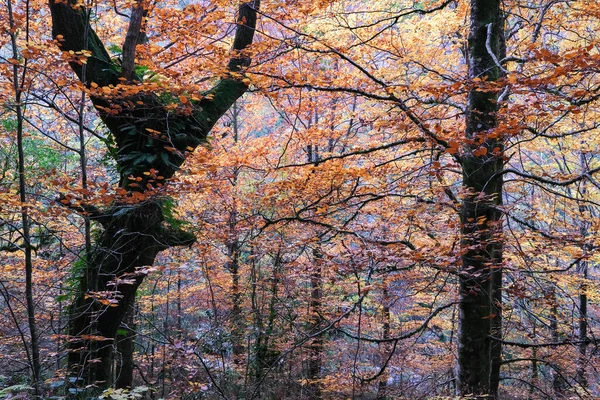 Autumn Colours Broadleaf Deciduous Forest — 图库照片