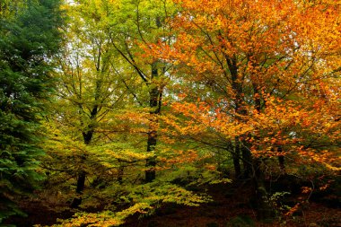 Broadleaf decisuous forest with autumnal colours