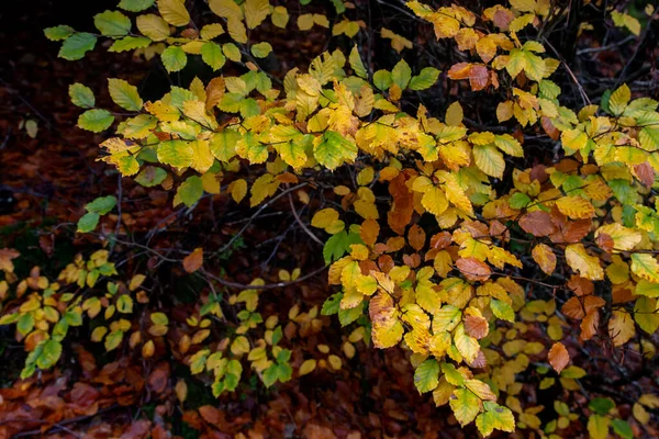 European Beech Fagus Sylvatica Autumnal Foliage — Fotografia de Stock