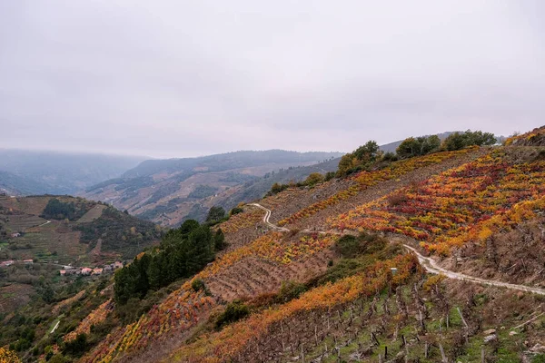 Terraced Grape Vines Vitis Vinifera Autumnal Colours Ribeira Sacra Galicia — Photo