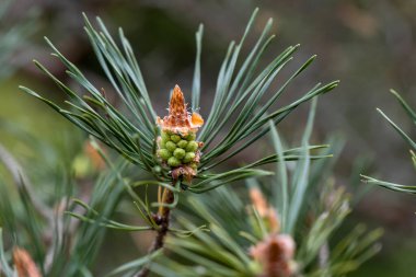 Scots pine (Pinus sylvestris) young seed cone and green leaves 