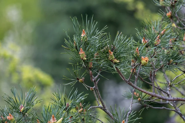 Scots Pine Pinus Sylvestris Green Leaves Young Seed Cones — Zdjęcie stockowe