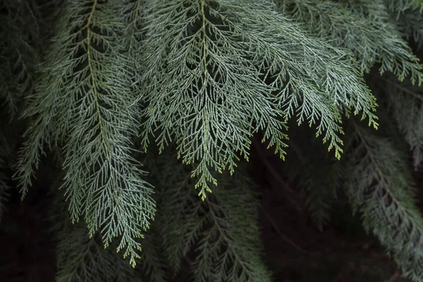 Lawson Cypress Chamaecyparis Lawsoniana Folhagem Sempre Verde — Fotografia de Stock