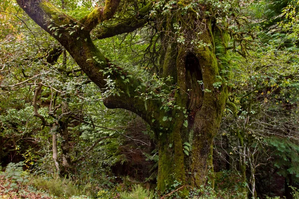 Ευρωπαϊκή Βελανιδιά Quercus Robur Εκατονταετηρίδα Στο Καταπράσινο Δάσος Του Ατλαντικού — Φωτογραφία Αρχείου