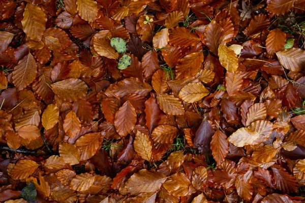 Європейський Бук Fagus Sylvatica Широколистяний Листочок Рудувато Коричневого Осіннього Листя — стокове фото