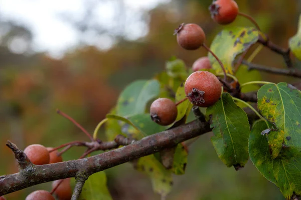 Plymouth pear (Pyrus cordata) wild tree small fruits