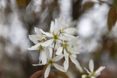 Karlı mezgit çiçekleri baharda açar.