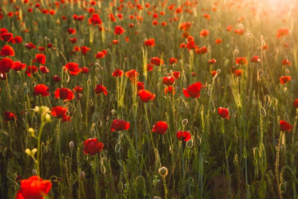 Άγρια Κόκκινα Λουλούδια Παπαρούνας Ανθίζουν Στην Ανοιξιάτικη Ύπαιθρο — Φωτογραφία Αρχείου