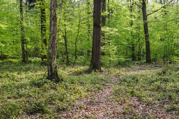 绿色森林景观 种群照片 — 图库照片