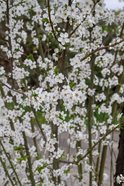 Prunus Avium Cerisier Printemps Fleurs Blanches Floraison — Photo