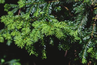 Taxus Baccata or European yew evergreen poisonous foliage close up clipart