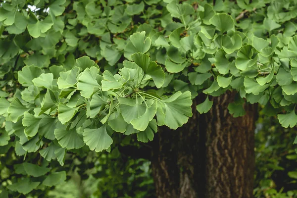 Maidenhair ağacı olarak bilinen Ginkgo biloba Yazın taze yeşil yapraklı yaprak