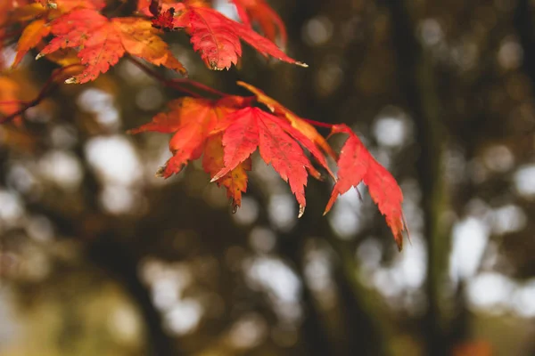 Acer palmatum japanese maple tree red autumnal foliage close up