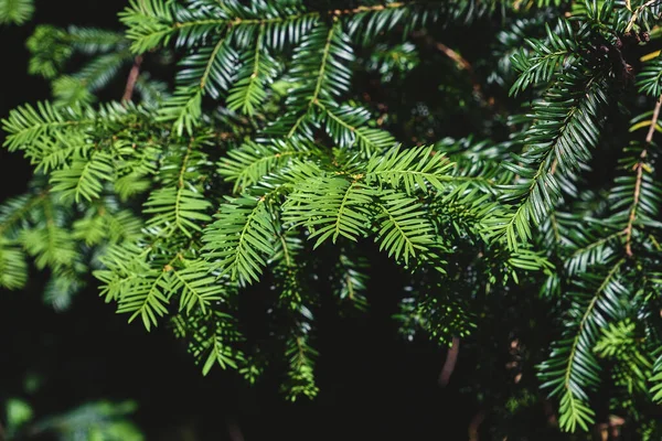 Taxus Baccata 나무의 가까이에 — 스톡 사진