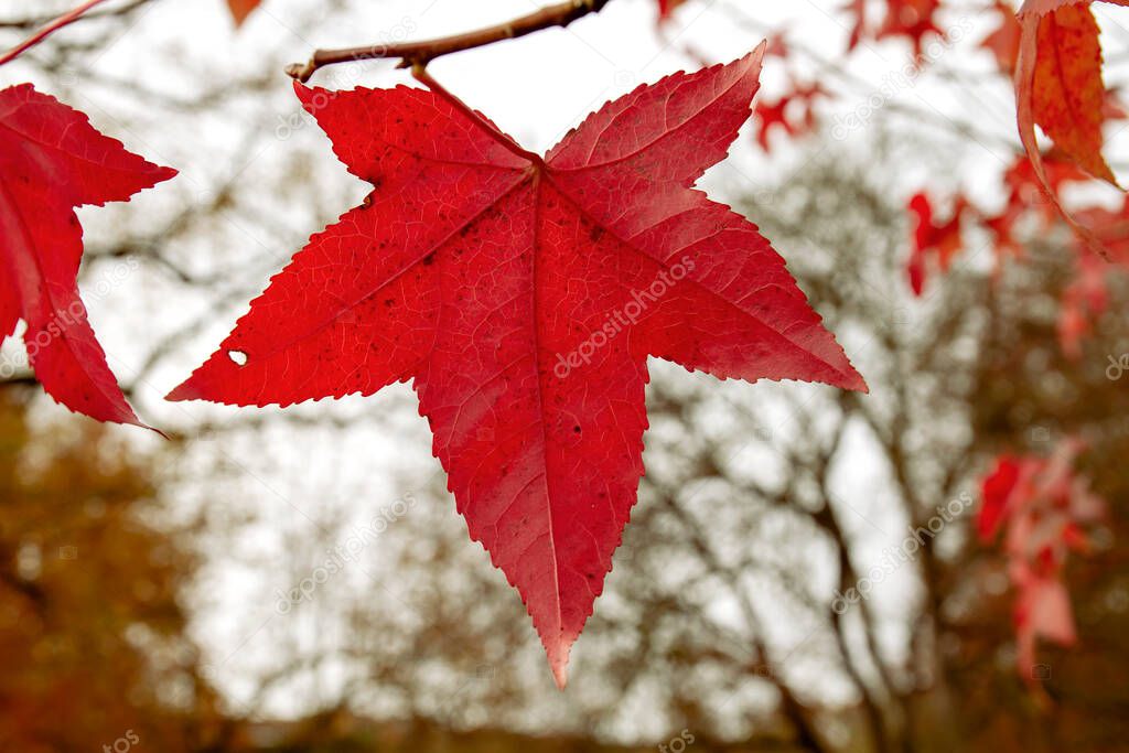 Liquidambar tree autmnal red leaf close up