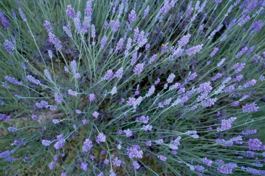 Lavanda angustifolia ya da çiçek açan lavanta çiçeği