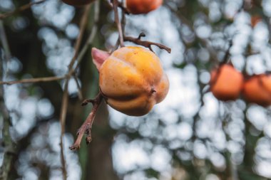 Diospyros kaki ağacı hurması olgun meyveler