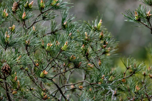Scots Pine Pinus Sylvestris Green Leaves Young Seed Cones — Fotografia de Stock
