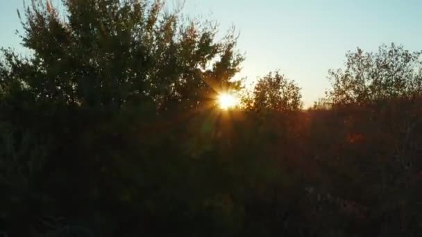 Sollevamento colpo di alberi nel parco contro il tramonto del sole. Rivelare case appartamento a valle in città. — Video Stock