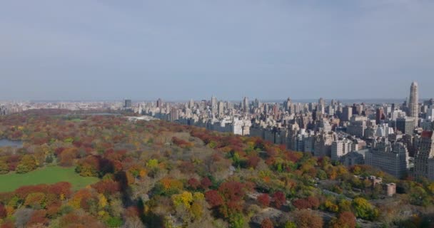 Luftaufnahme eines großen Parks mit herbstlich gefärbten Bäumen und umgebenden Gebäuden. Nachbarschaften rund um den Central Park. Manhattan, New York City, USA — Stockvideo