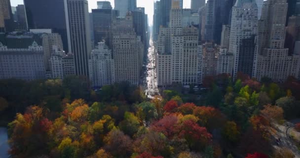 Fly above colourful trees in park and wide long straight avenue between high rise downtown buildings. Heavy traffic on road. Manhattan, New York City, USA — 图库视频影像