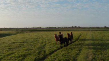 Hayvan teması ve vahşi yaşam. Drone View Meadow İzlanda kırsalında gün batımında vahşi at sürüleri koşuyor. İzlanda 'da otlayan vahşi atların kuş bakışı görüntüsü. Özgürlük kavramı