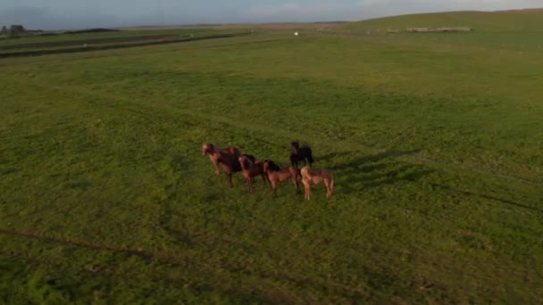 Top view of icelandic highlands with horses herd peacefully grazing. Birds eye view of iceland countryside at sunset with wildlife. Beauty on earth. Animal theme — Stockvideo