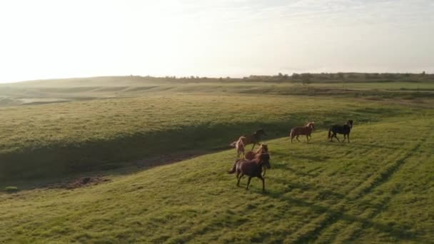 Birds eye view of wild horses pasturing and galloping in iceland highlands. Wild horses herd feeling free trotting in icelandic countryside at sunset. Drone view of highlands with horses herd — Stock Video