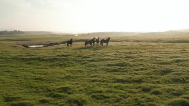 Luchtfoto paarden kudde vreedzaam grazen bij zonsondergang in grasland op het ijslandse platteland. Vogels uitzicht op wilde paarden weiden kalmte in IJsland hooglanden. Vrijheidsconcept. Wilde dieren — Stockvideo