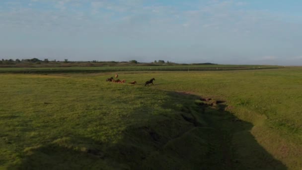 Drone view wilde paarden kudde weiden in ijslands grasland bij zonsondergang. Luchtfoto van vrije en raszuivere paarden die op landbouwgrond in IJsland rondlopen. Dierlijk thema. Vrijheid en dierenwelzijn — Stockvideo