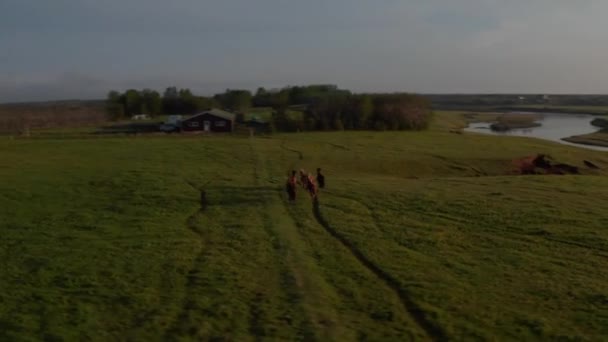 Aerial view horses wild galloping fast in ranch in farmland, iceland grass highlands. Wild horses herd feeling free trotting in icelandic countryside at sunset. Power and freedom concept — Video Stock