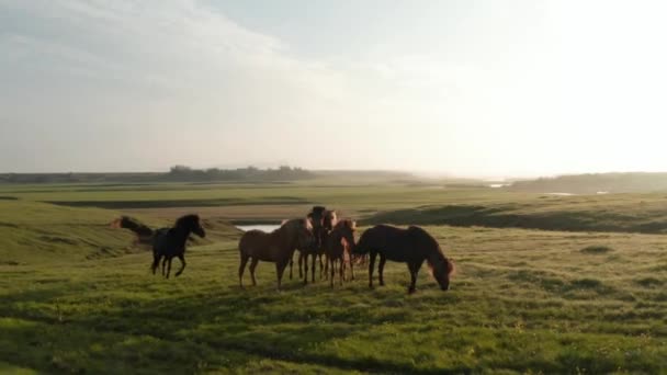 Vogels kijken uit op paarden vee grazen bij zonsondergang in landbouwgrond ranch in ijsland weiland platteland. Drone view wilde paarden kudde weiden in ijzige hooglanden. Thema van dieren en dieren in het wild — Stockvideo