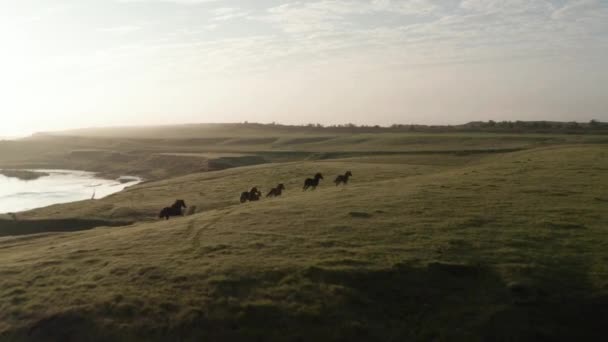 Drone ver caballos salvajes libres corriendo y trotando en pastizales icelandic. Vista de aves del rebaño de caballos salvajes que pastan en las tierras altas de iceland en tierras de cultivo al atardecer. Tema Vida silvestre y animales — Vídeos de Stock