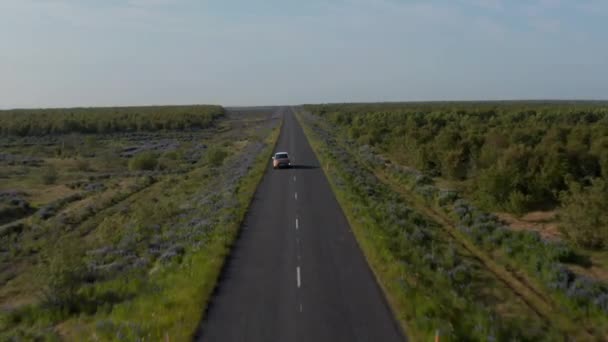 向后跟踪农村道路上的汽车行驶情况。未开垦的土地，小径两旁有灌木。冰岛 — 图库视频影像