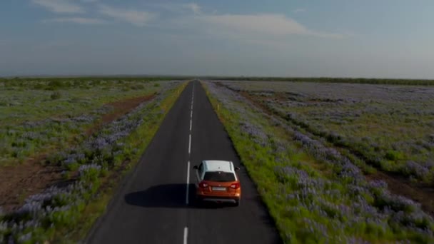 SUV αυτοκίνητο οδήγηση στο δρόμο μεταξύ των αγρών και λιβάδι. Τεράστιο επίπεδο τοπίο με βιολετί λουλούδια κατά μήκος της διαδρομής. Ισλανδία — Αρχείο Βίντεο